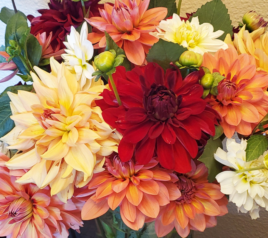 Dahlia blooms at A&M Floral