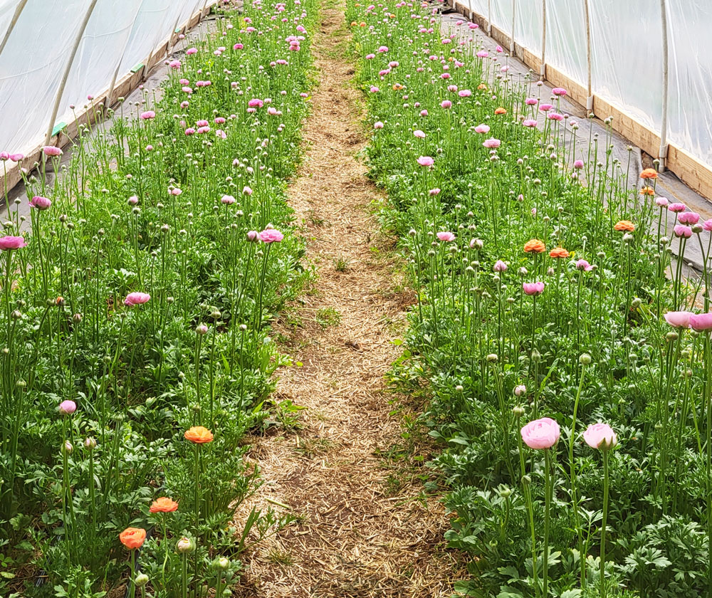Ranunculus rows blooming in the greenhouse