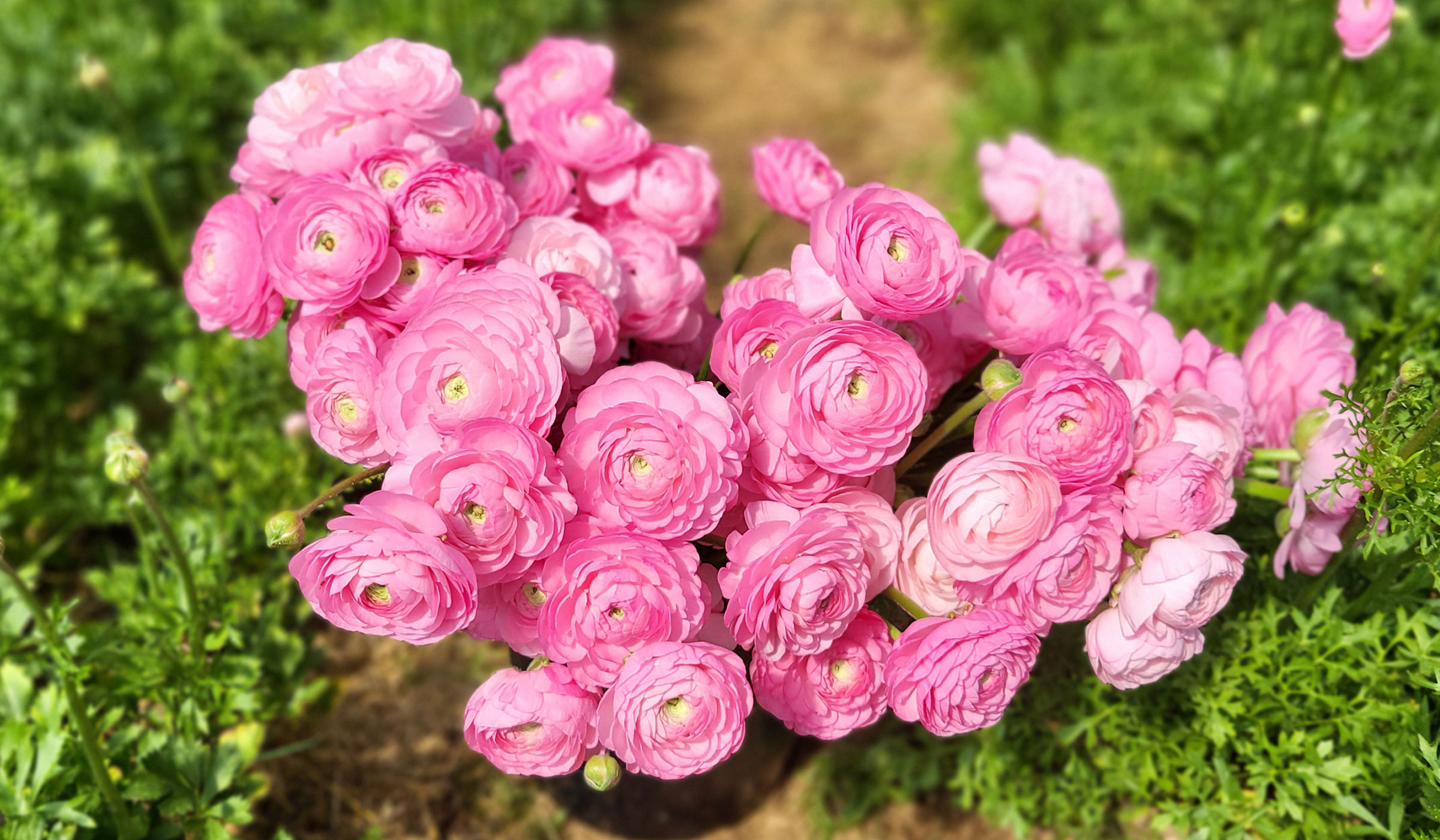 Ranunculus blooms at A&M Floral farm