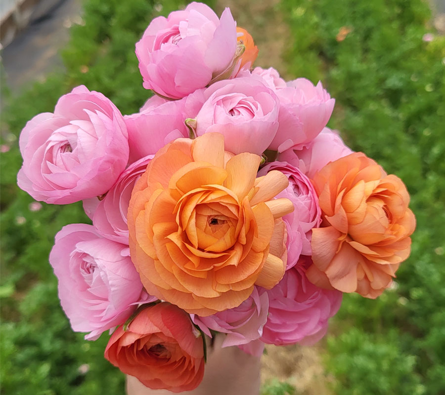 Hand-held bouquet of pink and orange ranunculus