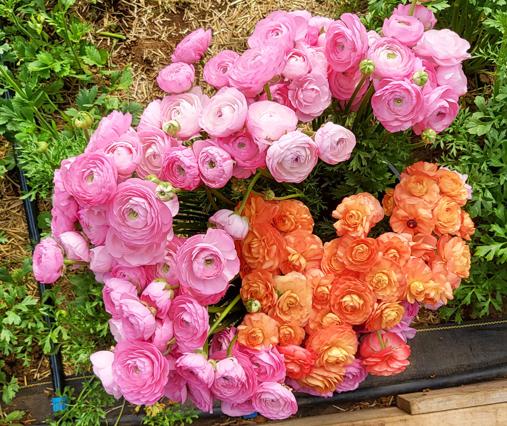 Wholesale bunches of pink and orange ranunculus